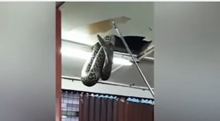Estaban comiendo y les cayó una serpiente del techo | Redes