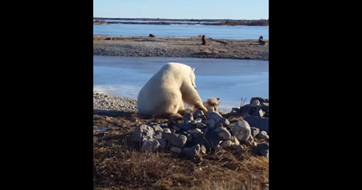 El tierno video de un oso que salta con un nene y se volvió viral | Redes