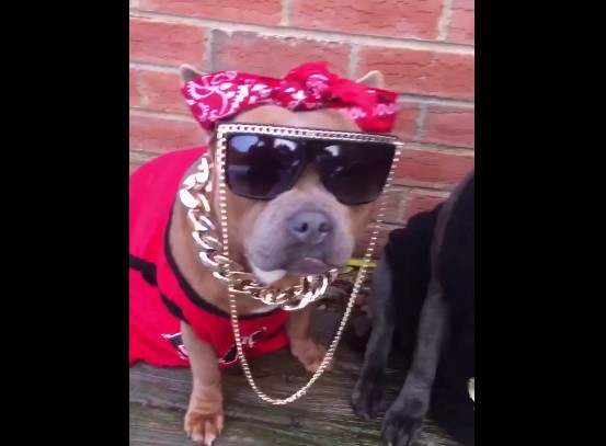 La foto que duele: abandonaron cuatro cachorros en una caja y murieron sofocados por el calor | Redes