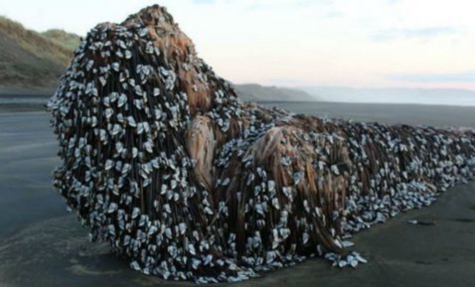 Halló un "monstruo" en la playa y compartió la foto para averiguar su procedencia | Redes