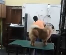 Indignación en las redes porque en una veterinaria de Paraguay golpean brutalmente a los animales | Redes