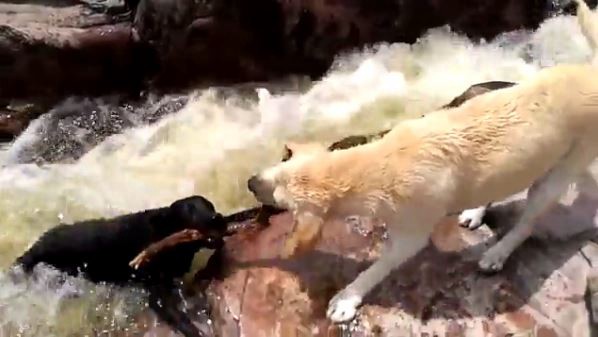 #EsViral El perro cordobés que rescató a su amigo y se hizo famoso | Redes