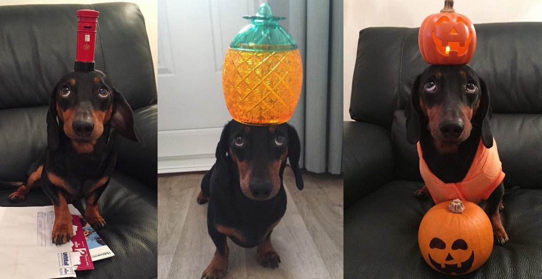 Furor en las redes por Harlso, el perro salchicha equilibrista | Redes