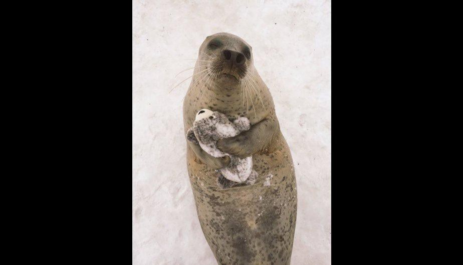Enternece las redes sociales una foca que no para de abrazar un peluche | Redes