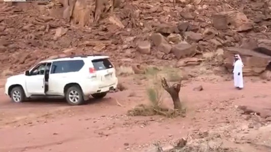 #EsViral La venganza del viejo árbol | Redes