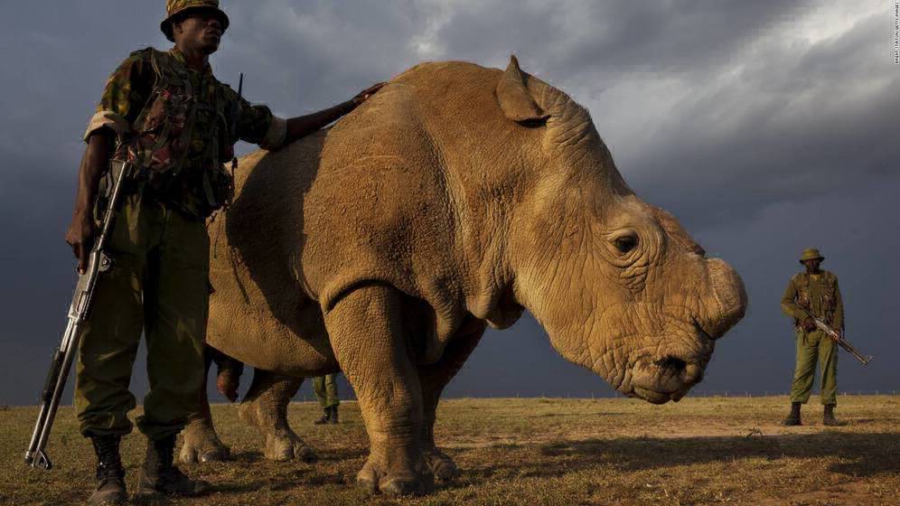 "El destino de mi especie literalmente depende de mí": rinoceronte blanco busca pareja en Tinder | Redes