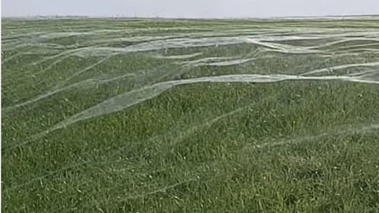 #EsViral la tela de araña más grande del mundo | Redes