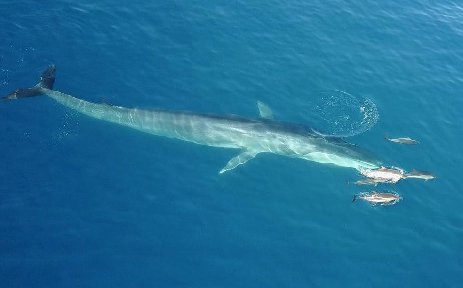 Captan a una ballena que nada junto a delfines | Redes
