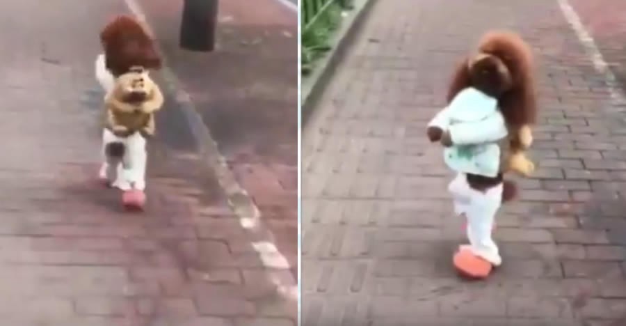 La crueldad animal detrás del video viral del caniche que camina sobre dos patas | Redes