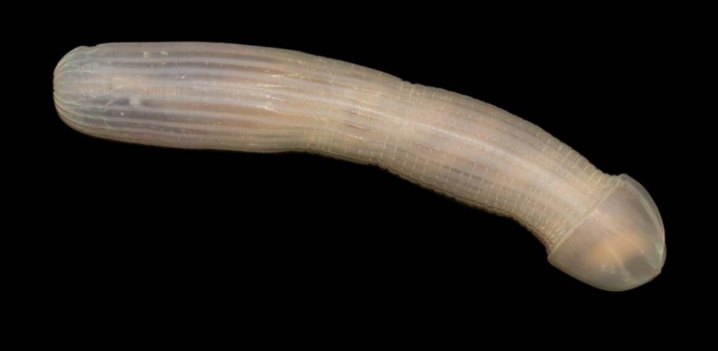 El hallazgo de un extraño tipo de gusano causó impacto en las redes sociales | Redes