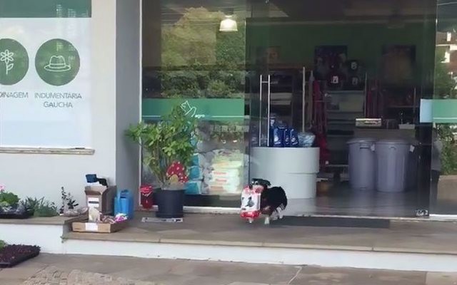 #EsViral El perro que va solo a buscar alimento a la tienda de mascotas | Redes