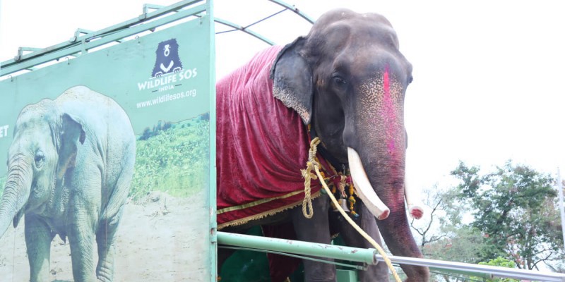 Video: liberaron a un elefante que estuvo 58 años encadenado como atracción turística | Redes