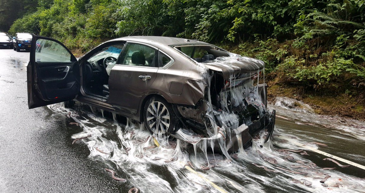 Fotos y video: anguilas salieron volando de un camión y así quedaron los autos en la ruta | Redes