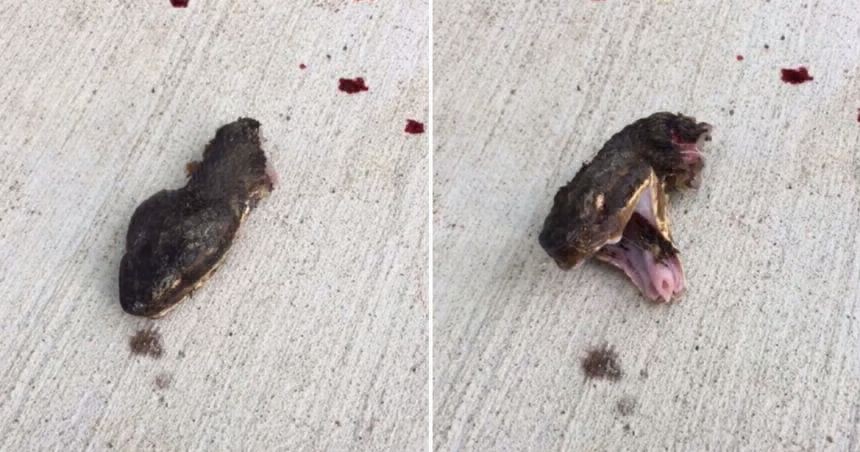 Video aterrador: la serpiente decapitada que sigue moviendo la cabeza | Redes