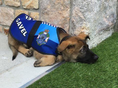El perro que expulsaron de la policía por ser "muy dulce" consiguió un nuevo trabajo | Redes
