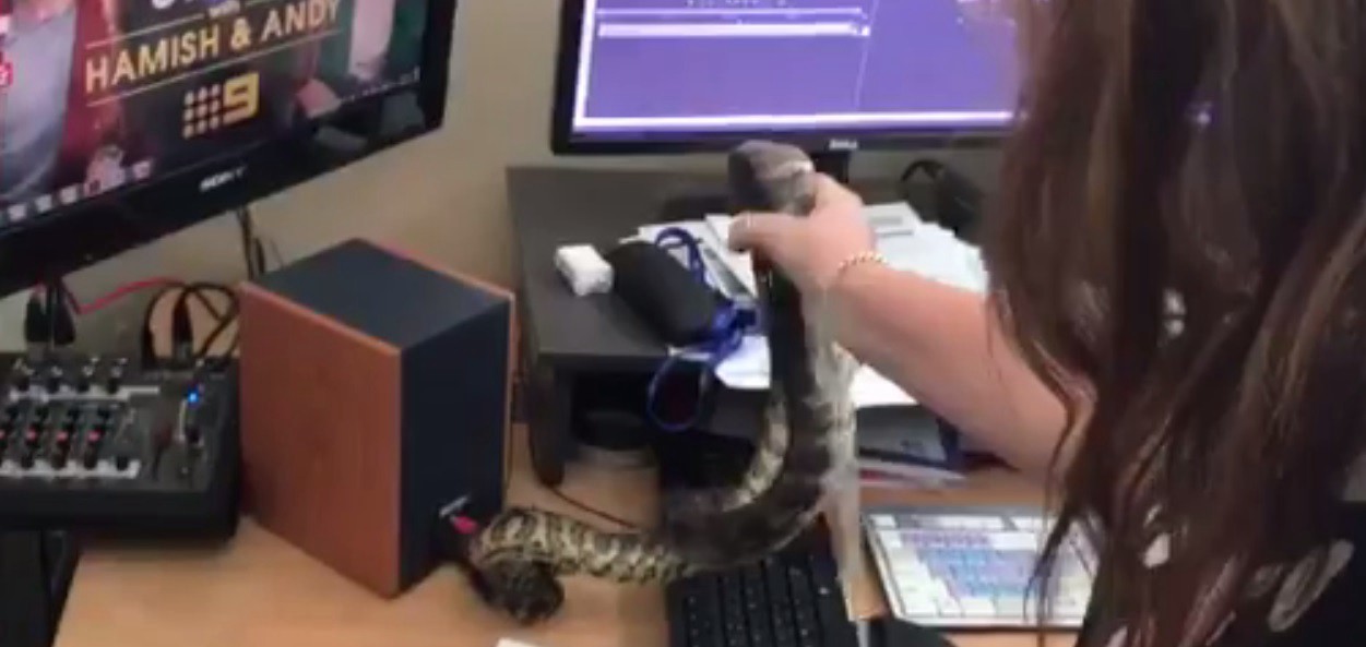 Video: encontró una serpiente en su escritorio | Redes