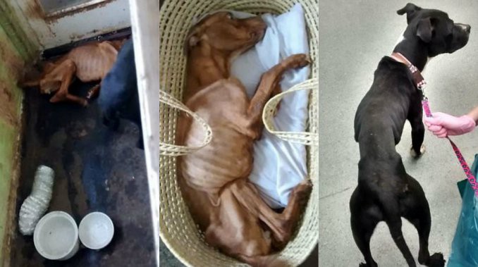 Horror en Inglaterra: condenaron a un hombre por matar de hambre a sus perros | Redes