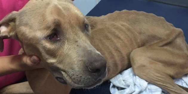 El milagro de"Huesos": la recuperación del perro al que le tiraban piedras y creía que era comida | Redes