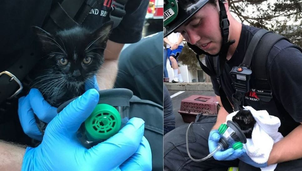 La conmovedora foto de un bombero al rescatar a un gatito de un incendio | Redes