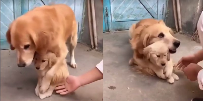 Ternura vidal: la perra que protege a su último cachorrito para que no se lo saquen | Redes