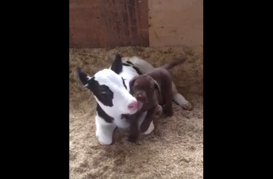 Viral tierno: el video de un cachorro jugando con un ternero | Redes