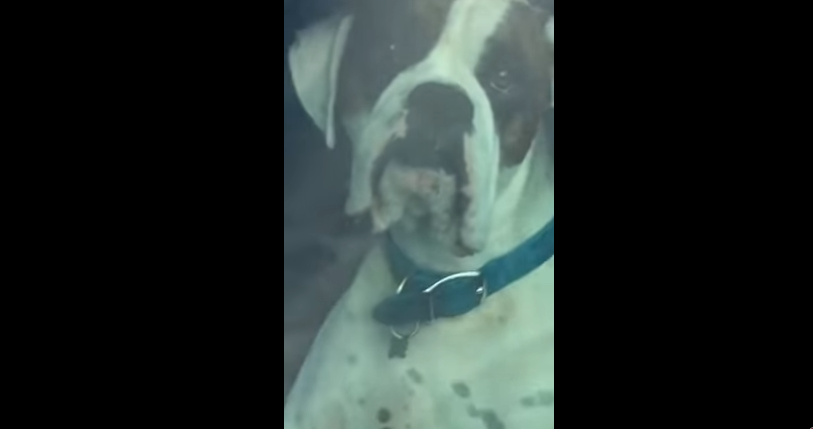 Furor en las redes por un perro que toca la bocina del auto para que su dueño lo vaya a buscar | Redes