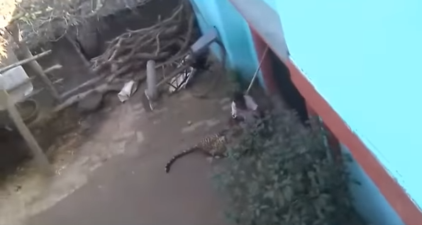 Escalofriante video: la lucha de un hombre cuando es atacado por un leopardo | Redes