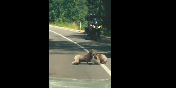 Video: una pelea entre dos koalas paralizó el tránsito en Australia | Redes