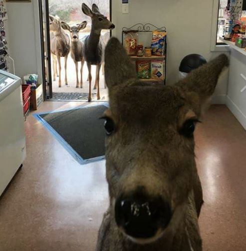 Ciervos atrevidos: le dan un dulce a la mamá y vuelve con su cría | Redes