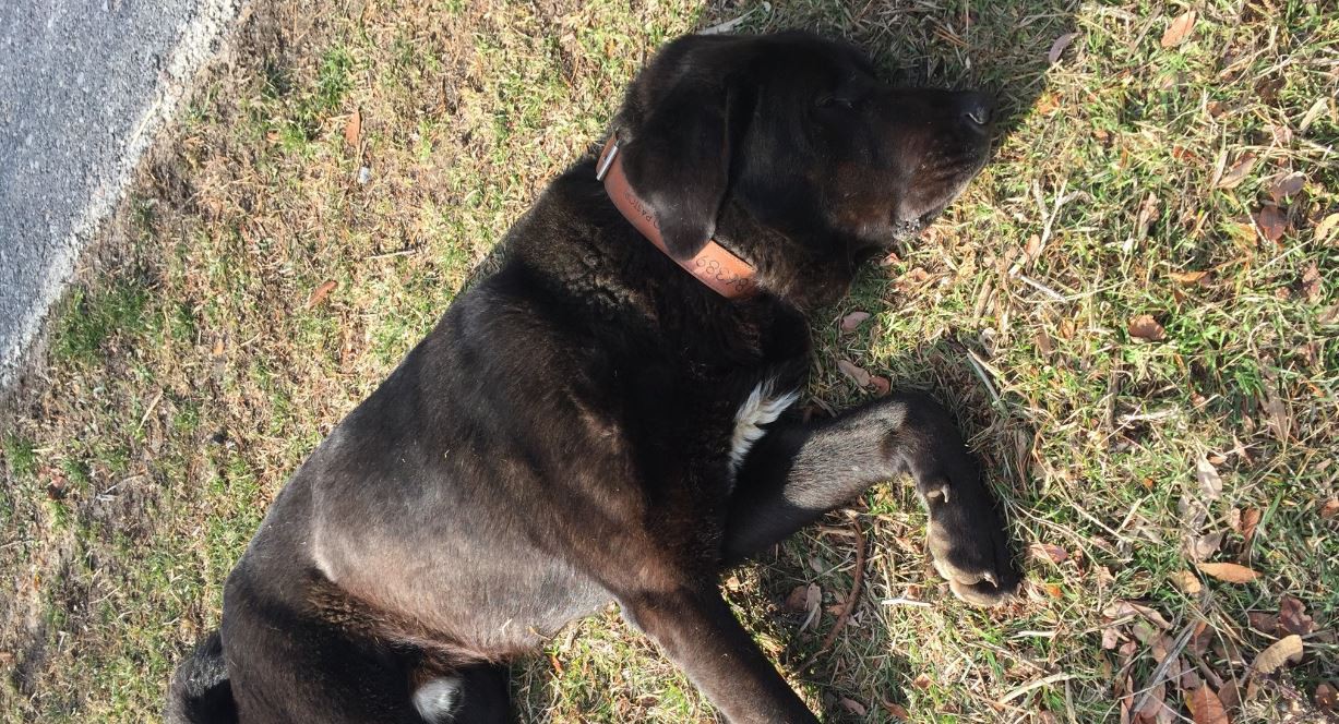 Tizón, el perro que se hace el muerto para que le hagan mimos y enamora a todos en las redes | Redes