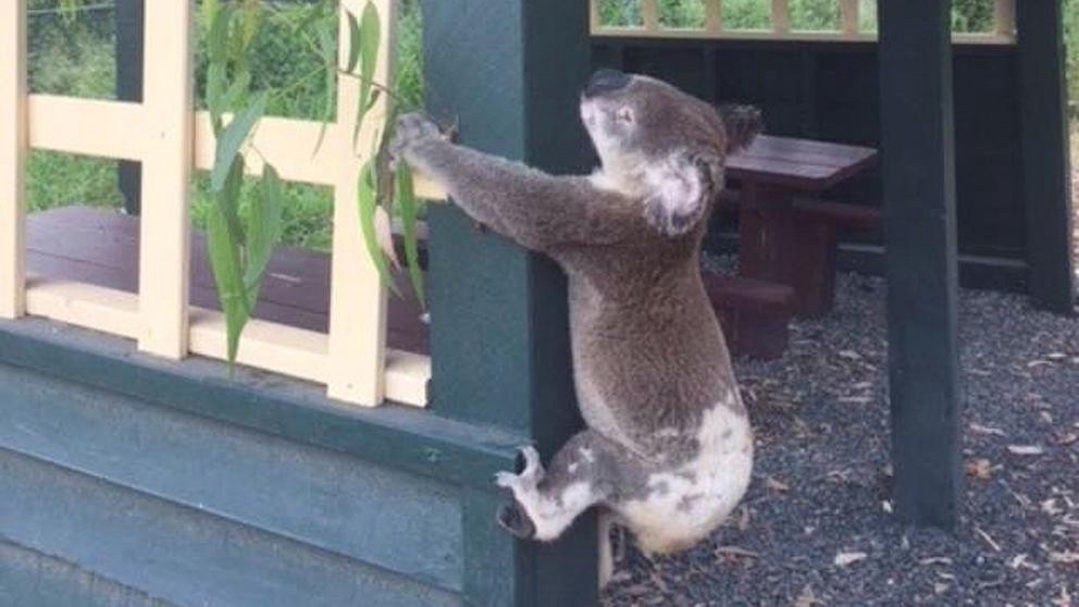 Indignación en Australia: dejaron un koala atornillado a un poste | Redes