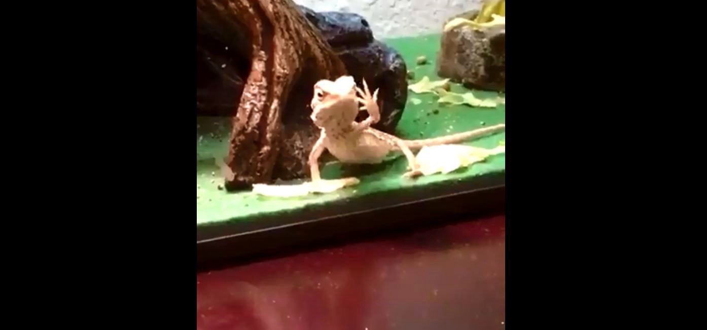 #EsViral El video de un reptil saludando a su dueño que la rompe en las redes sociales | Redes