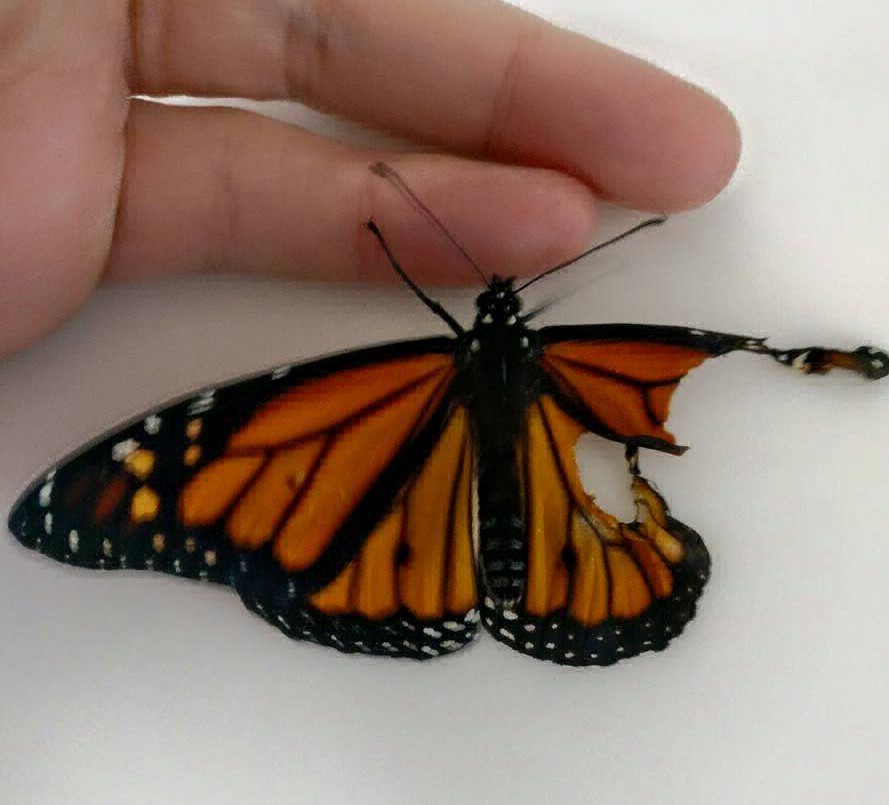 Increíble: una modista consiguió que una mariposa vuele al reconstruirle un ala | Redes