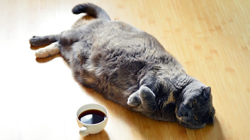 El gato que heredó 30 mil euros | Redes