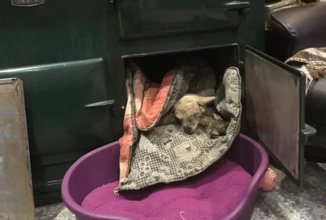 Ternura viral: un granjero salvó a un cordero recién nacido de morir de frío metiéndolo en un horno | Redes