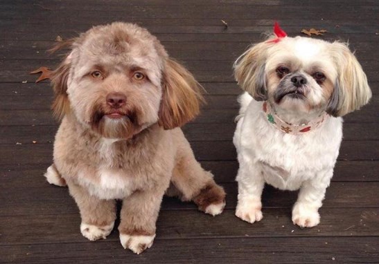 La historia de Bob, el perro que tiene cara de ser humano | Redes