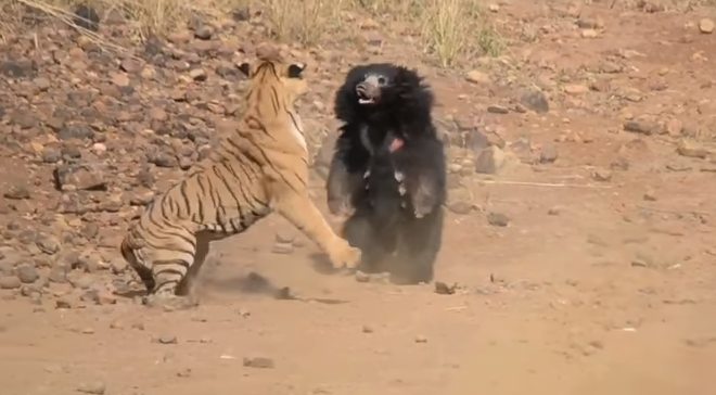 Fuertes imágenes: una osa se enfrenta con un tigre para proteger a su cría en la India | Redes