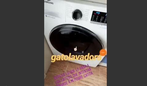 Españoles indignados con una mujer que metió un gato en el lavarropas porque acosaba a su gata | Redes