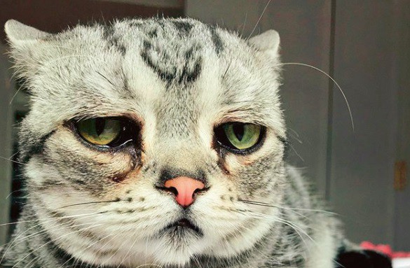 El nuevo gato "triste" que causa furor en las redes sociales | Redes