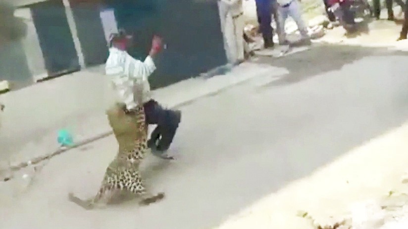 Fuertes imágenes: un leopardo salvaje atacó a los habitantes de una ciudad de la India | Redes