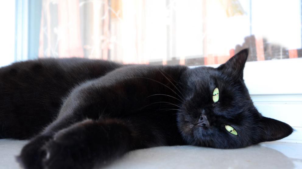 Metió a su gato en el lavarropas, lo mató y compartió el video en Instagram | Redes