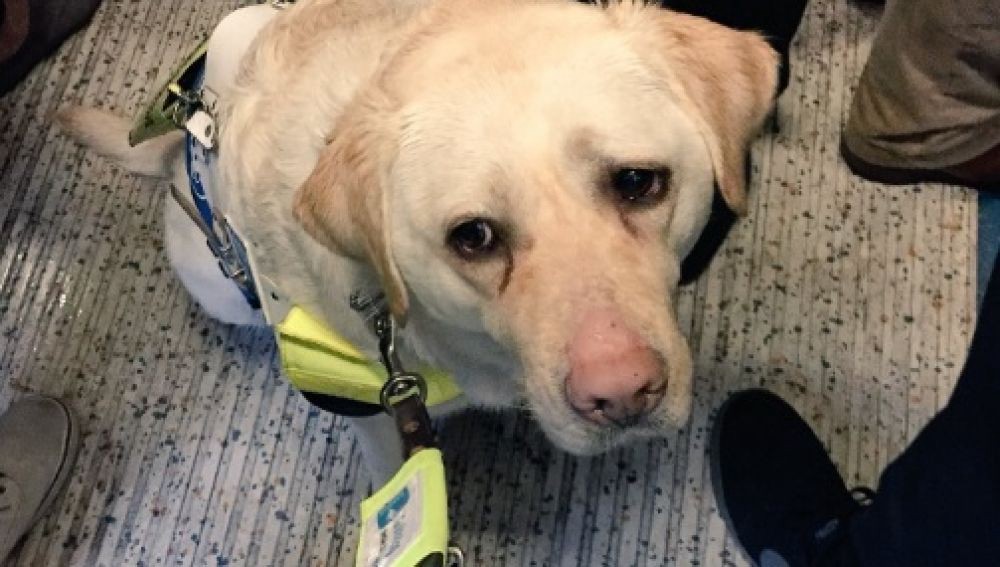 Un ciego le puso una cámara a su pero guía y esto fue lo que sucedió | Redes