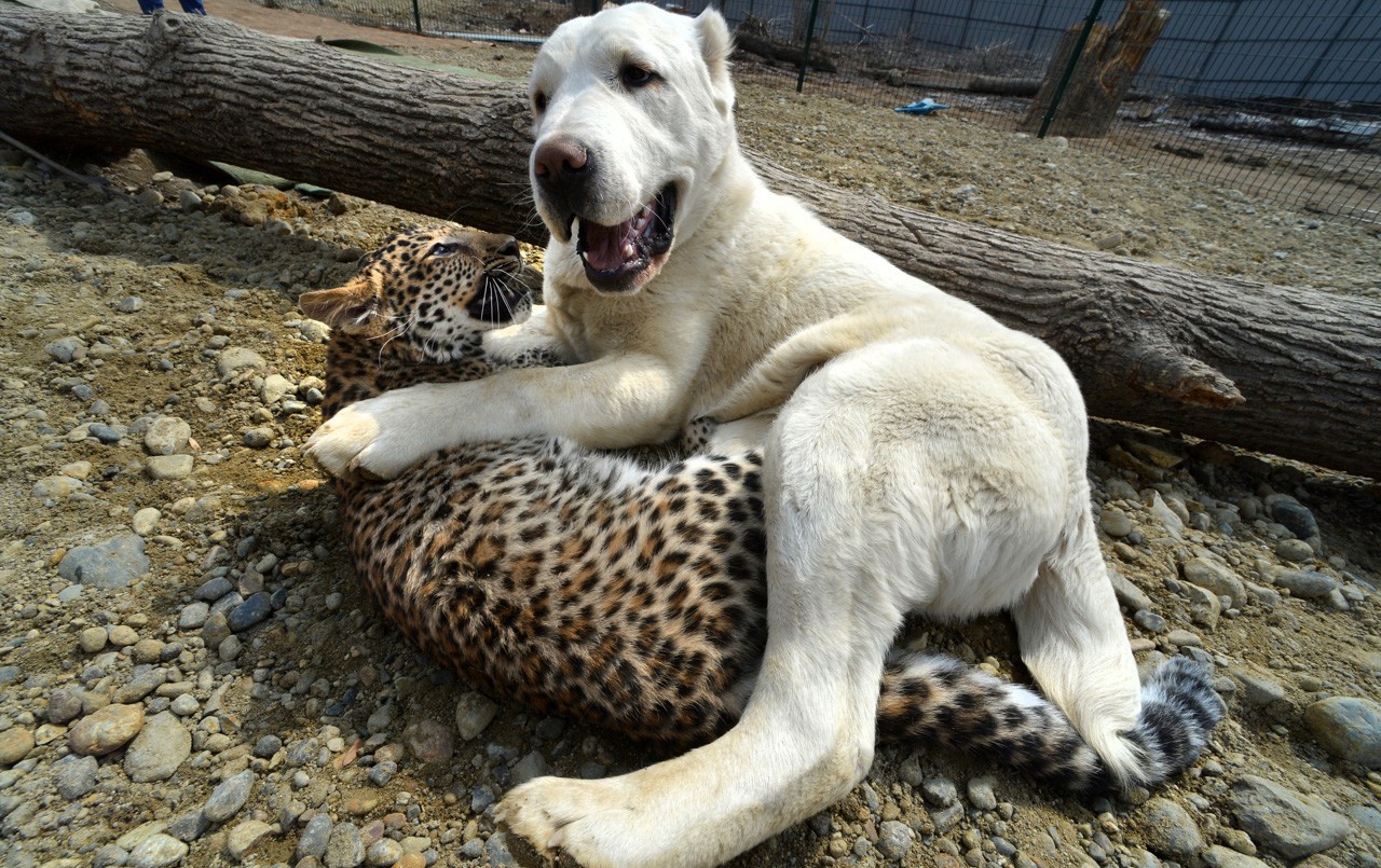 Las tiernas fotos de una perrita que cuida a un bebé leopardo | Redes