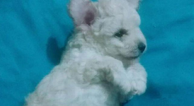 Córdoba: llevó a su perro a una peluquería canina y la mascota murió por asfixia | Redes