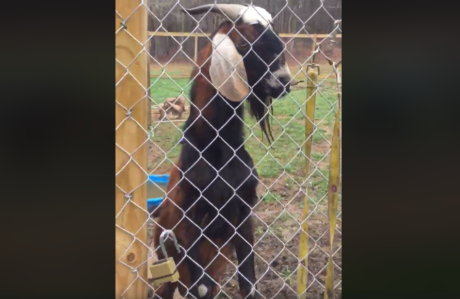 Video viral: rescatan a una cabra a la que obligaban a consumir drogas y alcohol | Redes
