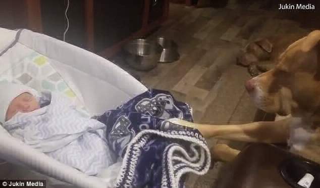 Video viral: el tierno pitbull que acuna a un bebé hasta que se duerme | Redes