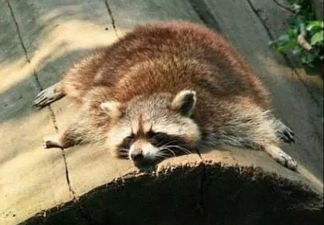 Fue al cuartel de bomberos a pedir ayuda para su mapache drogado | Redes