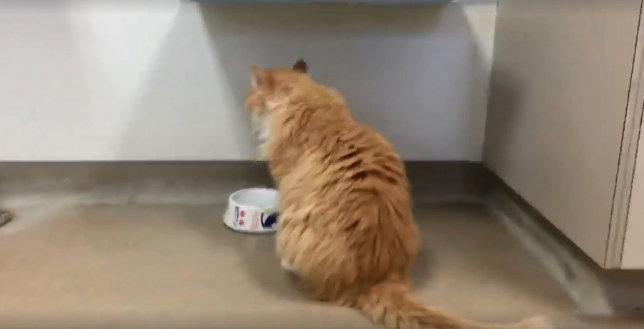 Familia desamorada: su gato recorrió 19 kilómetros para encontrarlos y quisieron sacrificarlo | Redes