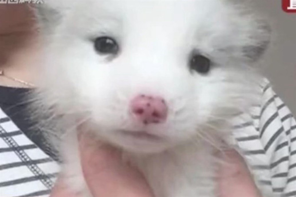 Compró un perro pero no ladraba: lo llevó al veterinario y descubrió que era un zorro | Redes