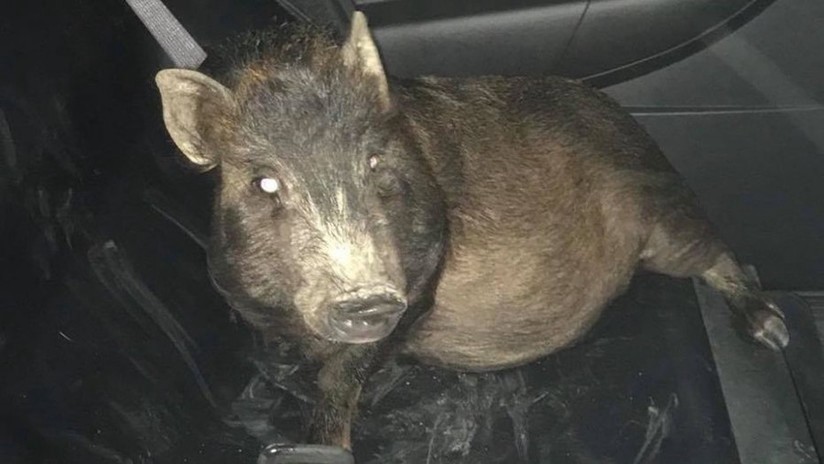 "No sé qué hacer": un hombre llamó a la Policía para pedir ayuda porque un cerdo lo perseguía | Redes